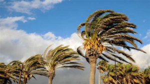 Palm Tree in Wind